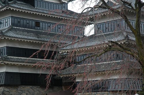 松本城　駒つなぎの桜　20080331