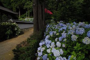 松本市寿小赤　弘長寺　アジサイ7/7-2