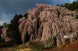 弘長寺　　シダレザクラ　2006　4/20