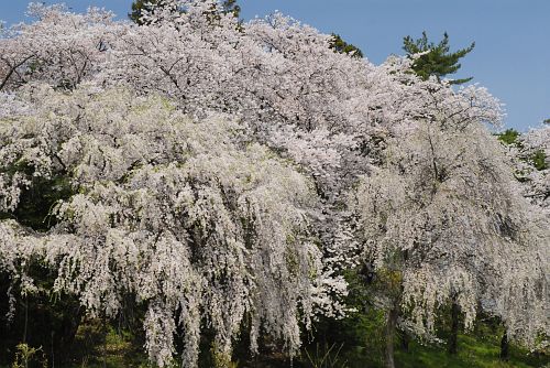 恭倹寺のシダレザクラ