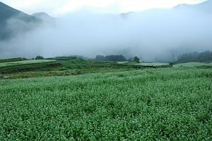 松本市　奈川 楽農倶楽部周辺 ソバ 05-8/19-2