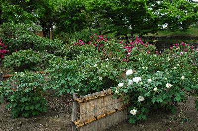 松本市　　松本城本丸庭園　小笠原ボタン5/11-1