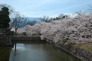 松本市　松本城　サクラ4/22-1