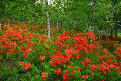 南相木村　立原高原　レンゲツツジ6/12-5鮮やかに