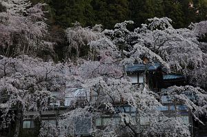 西谷地区のサクラ　身延町　身延山　2006　4/1-1