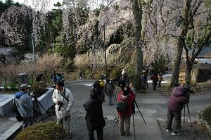 西谷地区のサクラ　身延町　身延山　2006　4/1-6