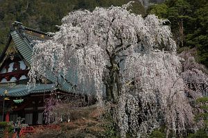 祖師堂横のシダレザクラ　身延山久遠寺　4/1-1