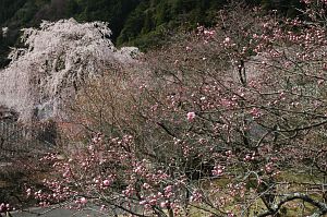 西谷地区のサクラ　身延町　身延山　4/1-7