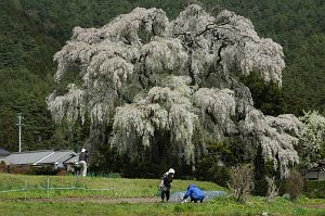 安曇野市三郷　北小倉のシダレザクラ1