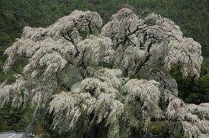 安曇野市三郷　北小倉のシダレザクラ2