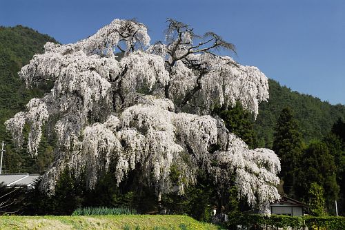 北小倉のシダレザクラ