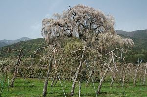 安曇野市三郷　南小倉のシダレザクラ2