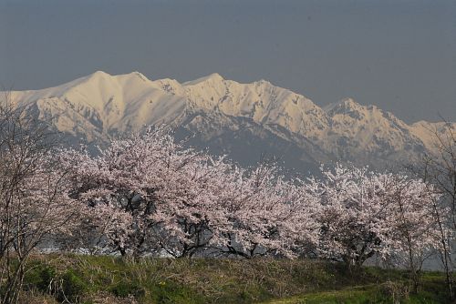 サクラと北アルプス