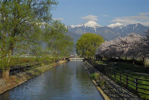 サクラとヤナギの新緑そして常念岳