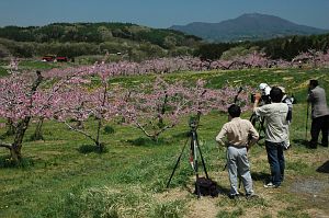 飯綱町牟礼平出　丹霞郷　モモの花5/9-6