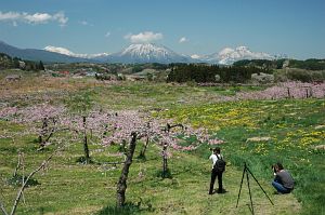 飯綱町牟礼平出　丹霞郷　モモの花5/9-7