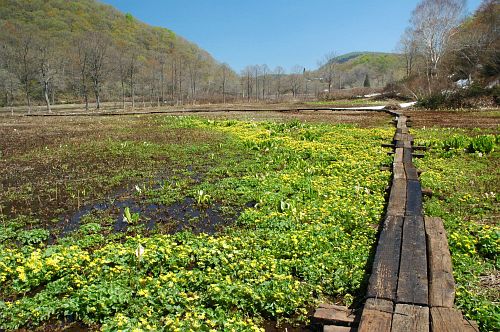 妙高村斑尾高原　沼の原湿原　リュウキンカ・ミズバショウ5/15-1