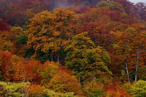 紅葉特集　鍋倉山-2