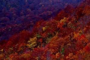 紅葉特集　鍋倉山-3