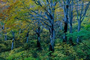 紅葉特集　鍋倉山-4