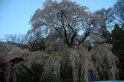 長野市若穂春山　蟹原神社　シダレザクラ4/24