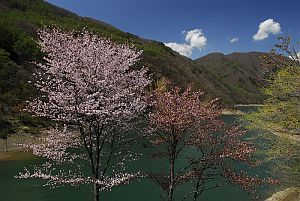 松本市奈川田ノ萱　ゴテンザクラと奈川渡ダム　07　5/7-2