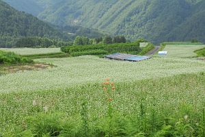 松本市奈川　楽農倶楽部　ソバ8/24