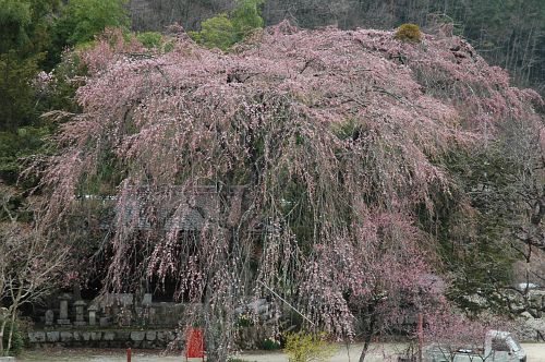 シダレザクラ　南木曽町　柿其観音堂