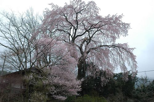 上久保のシダレザクラ　南木曽町　神戸4/13