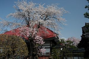 中野市　法運寺4/24-1