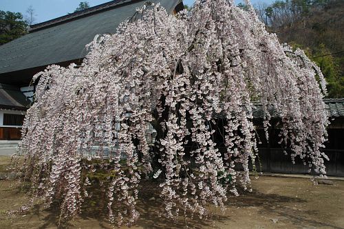 中野市　常楽寺　サクラ4/24-2