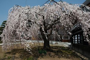 中野市　常楽寺　サクラ4/24-3