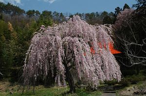 中野市　常楽寺　サクラ4/24-4