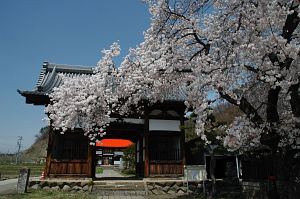 中野市　常楽寺　サクラ4/24-1