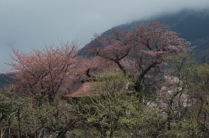 中野市　観音寺　サクラ4/24