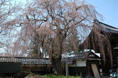 中野市赤岩　谷厳寺　シダレザクラ4/24