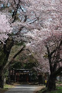 中野市赤岩　高社神社　サクラ4/24