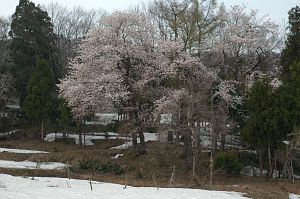 サクラと残雪