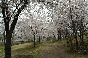 丸山古墳　　大潟水と森公園4/18-3