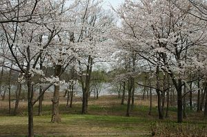 丸山古墳　　大潟水と森公園4/18-4