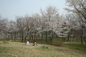 丸山古墳　　大潟水と森公園4/18-5