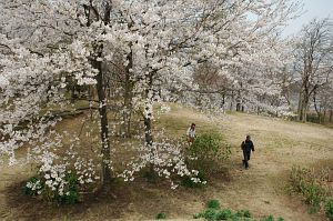 丸山古墳　　大潟水と森公園4/18-6