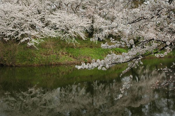 内堀とサクラ　高田公園4/18-5