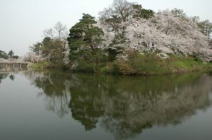 内堀とサクラ　高田公園4/18-6