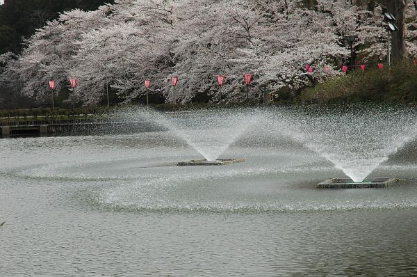 内堀とサクラ　高田公園4/18-3