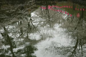 内堀に映ったサクラとぼんぼり　高田公園