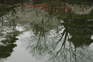 内堀に映ったサクラと城　高田公園