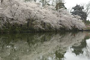 niigata_takada_sakura010_n.jpg