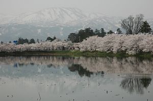 サクラ　高田公園4/18-8