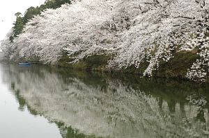 内堀とサクラ　高田公園4/18-8